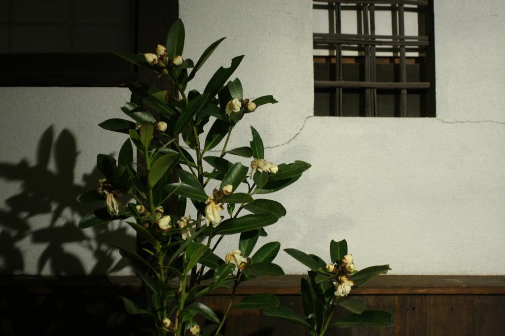 Osaka Guest House Drummer'S Dream Sakai  Værelse billede